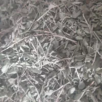 آویشن کوهی برگ پهن