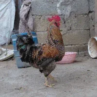 خروس پاپری