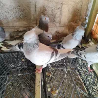سبز شامی دمسفید