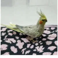 عروس هلندی گل باقالی