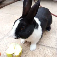 خرگوش... حرف گوش کن نر