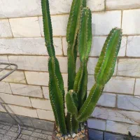 کاکتوس سر‌ئوس پریانوس