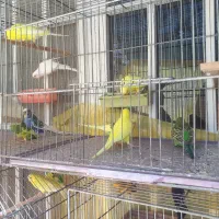 مرغ عشق نژاد هلندی اصل