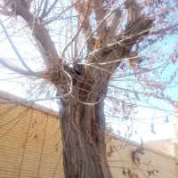 بریدن درخت رایگان هرس کردن وخریدچوب زمین کندن