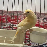 قناری / قناری موزاییکی