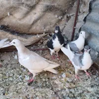 کفتر یا کبوتر هوایی