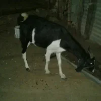 بز داشتی