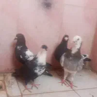 کبوترشتری گل سرخ