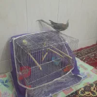یک جوف مرغ عشق
