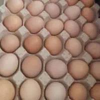 تخممرغ محلی نطفه دار و بدون نطفه