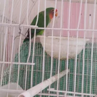 یک عدد طوطی برزیلی نر