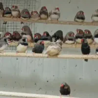 فنچ سانان