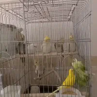 عروس و مرغ عشق