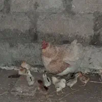 مرغ مادر با جوجه