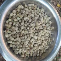 توت درجه یک خشک
