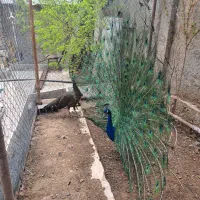 طاووس|پرنده|تهران, اتابک|دیوار