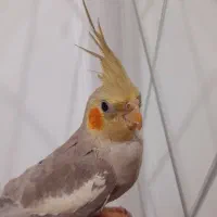 سه جوجه عروس هلندی نر