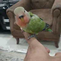 جوجه طوطی کوتوله دستی