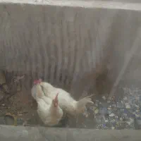 مرغ وخروس