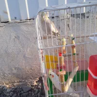 عروس هلندی خوشگل