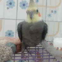 عروس هلندی گمشده