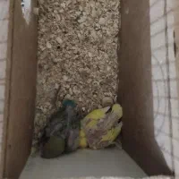 جوجه طوطی برزیلی