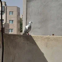 ۴تا کفتر حسابی دوتا جوجه دوتا بالغ