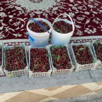آلبالو