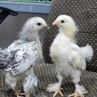 جوجه برهما لایت رومانیایی