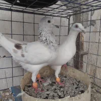کبوتر|پرنده|گرگان, |دیوار