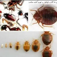 سمپاشی ساس