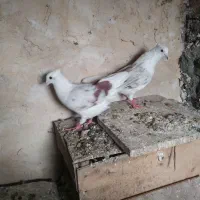 کبوتر