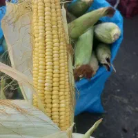بلال درجه یک مکزیکی