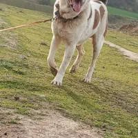 توله سگ