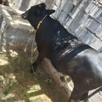 گوساله ماده