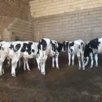 فروش هولشتاین‌‌قطع‌شیر‌ویک‌راس‌سیمنتال