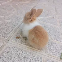 خرگوش لوپ ماده، سالم و دستی