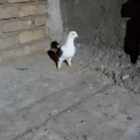 پشتی نر پرشی زدو خوردی