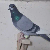 کفتر  شهری . پلاکی . بهبهانی