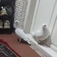 کبوتر
