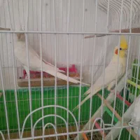 عروس هلندی نر و ماده