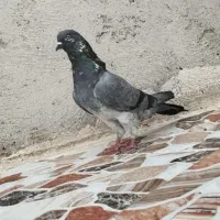کبوتر|پرنده|پارس‌آباد, |دیوار
