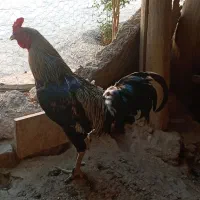 خروس لاری