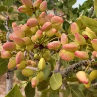 فروش-باغ-پسته