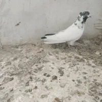 کفتر|پرنده|کاشان, فاز ۲ ناجی آباد|دیوار