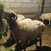 بره نر سرحال