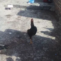 خروس لاری اصل