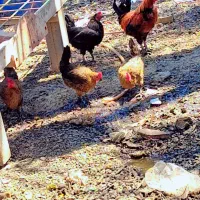 روستای مگطوع بخش اسماعیلیه