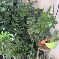 گل یوکا ، پوتوس ، شفلرا