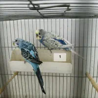 مرغ عشق رینبو انگلیسی پروانه سرلاکی نر هلندی